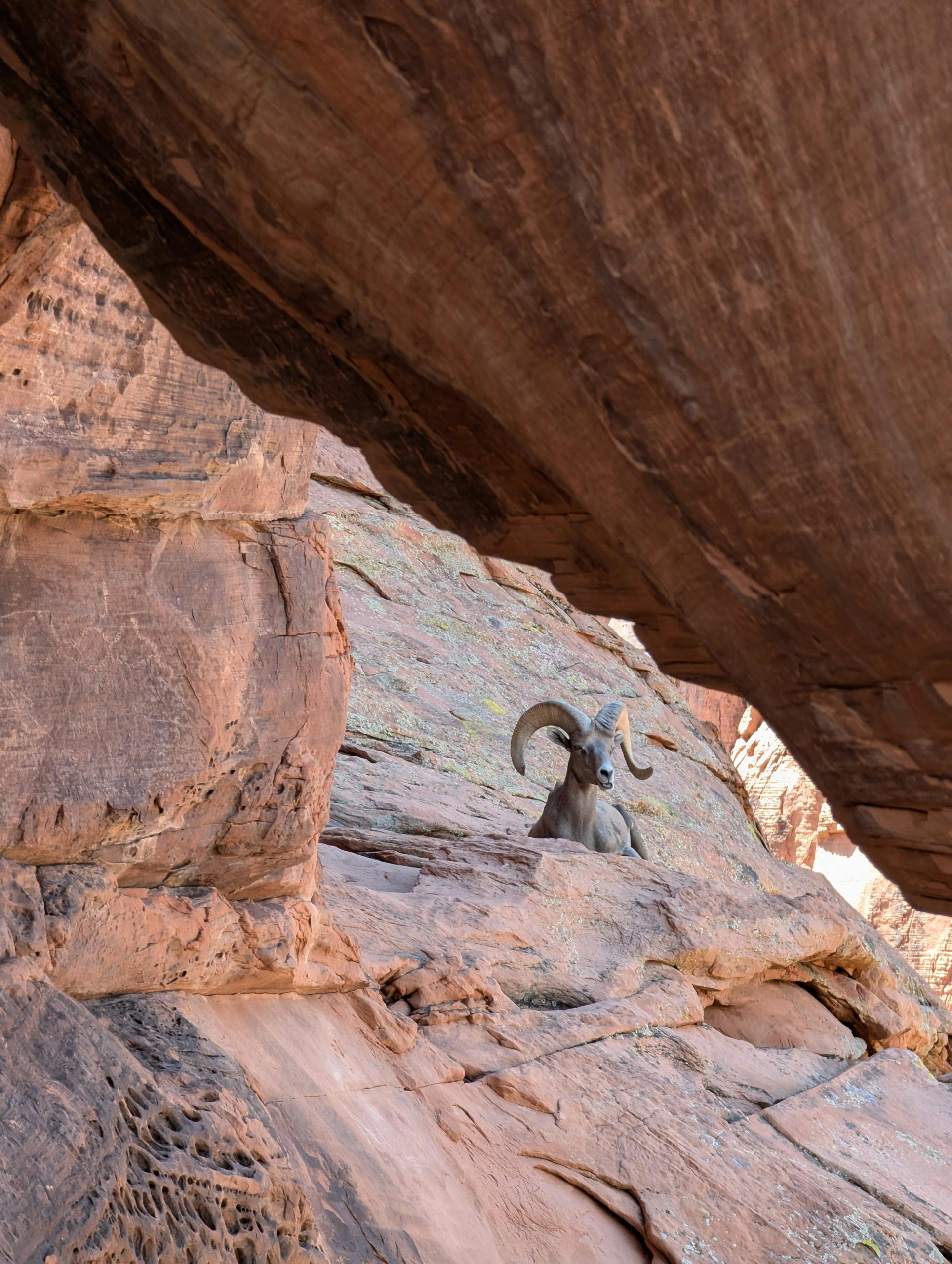 The Desert Bighorn Sheep: Facing Challenges from Climate Change and Drought in Nevada