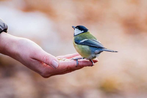 Discover the Top 5 Bird-Watching Hotspots in Las Vegas