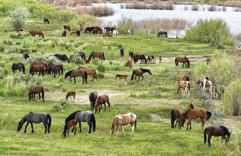 30-Acre Horse Ranch in Pahrump, Nevada Under Contract with Rehabilitation Plans
